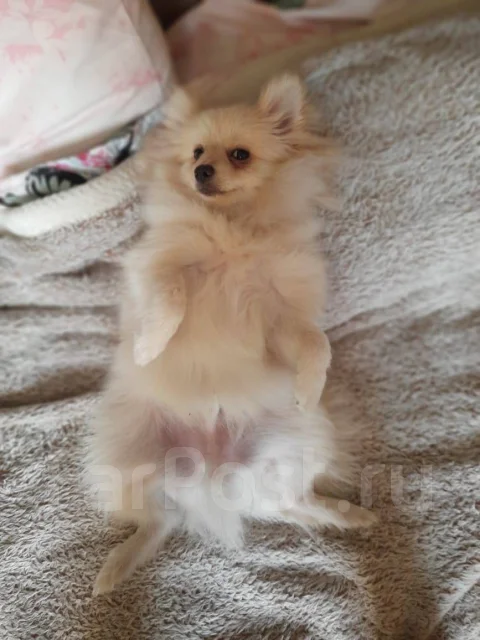 ����. ����