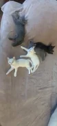 �����. ����
