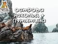 О. Аскольд и Путятина тюлени и сивучи (из Владивостока)