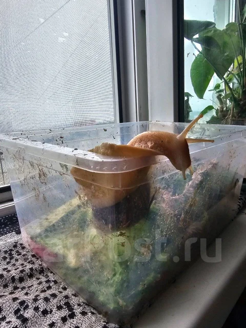 ������. ����