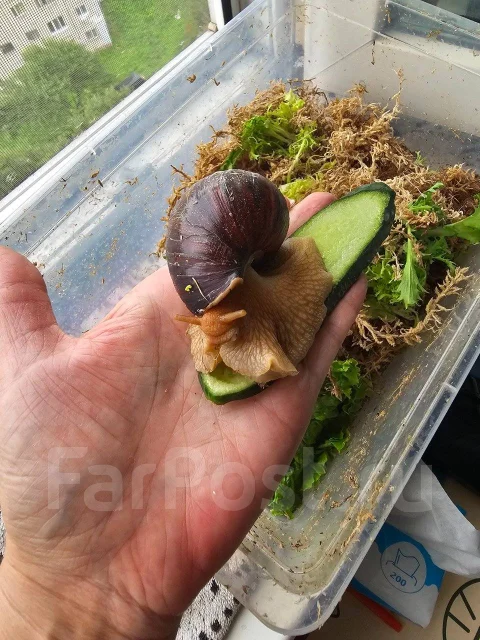 ������. ����