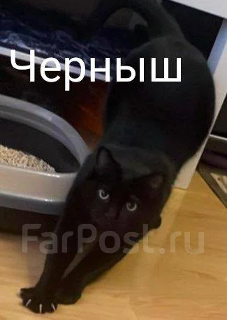 �����. ����