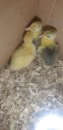 ����. ����