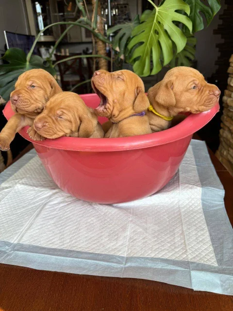 �����. ����