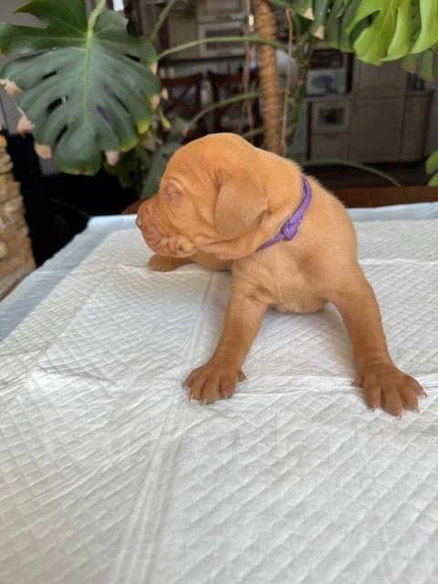 �����. ����
