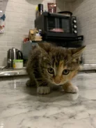 �����. ����