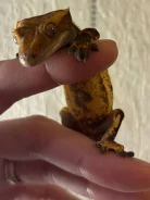������-�������� ���������. ����