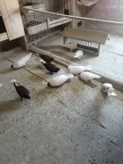 ������. ����