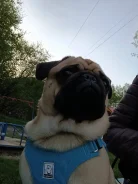 ����. ����