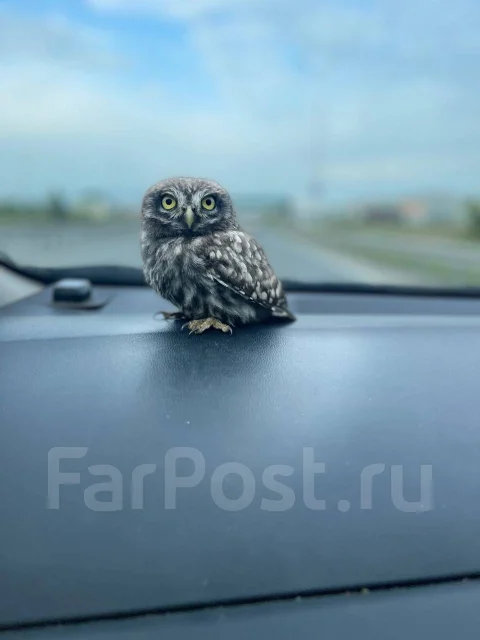 ����. ����
