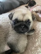 ����. ����