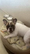����������� �������. ����