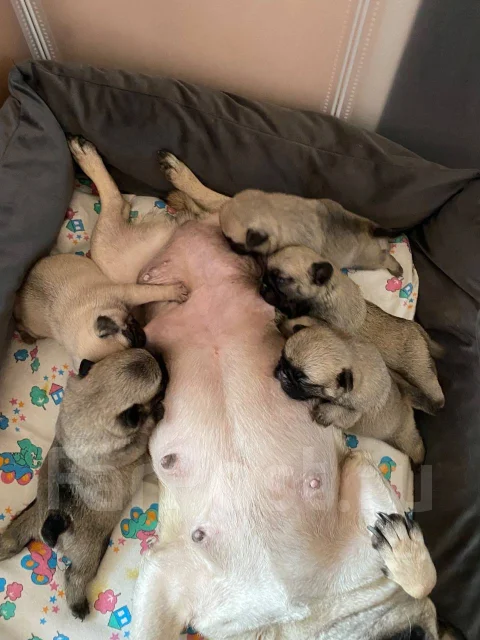 ����. ����