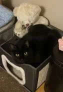 �����. ����