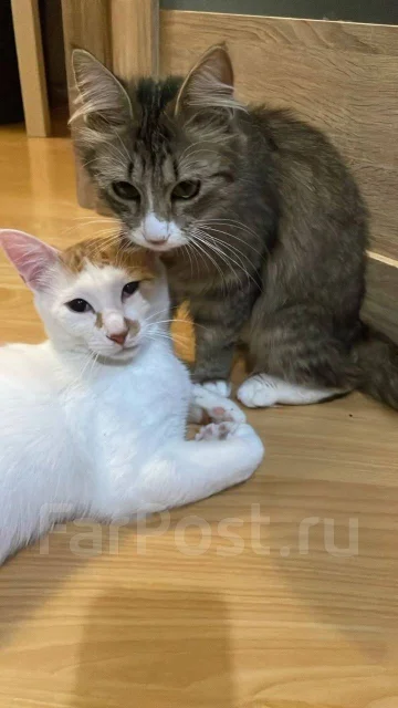 �����. ����
