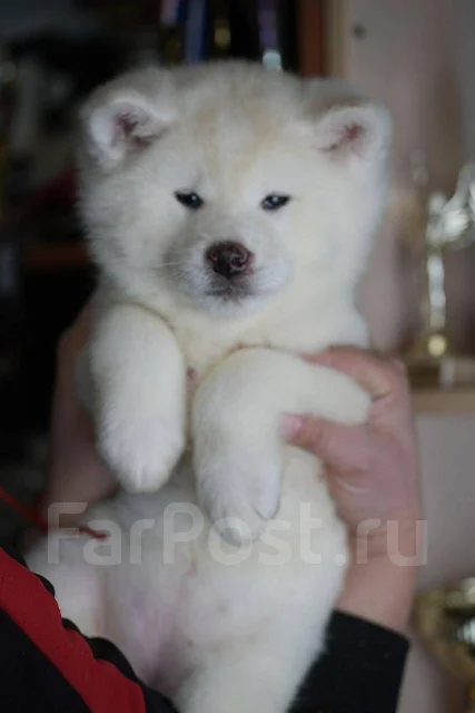 �����-���. ��� ����� �� ���������� ����