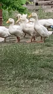 ����. ����