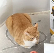 �����. ����