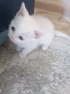 �����. ����