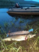 Badger Fishing Line AD. 2009 ���, ����� 3,9��., ��������� ���������, 15��.�., ������ ����