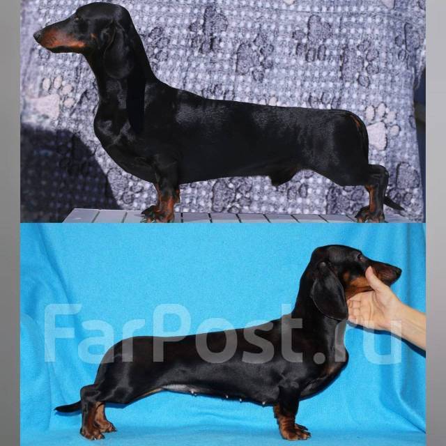 �����. ����