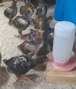 ����. ����