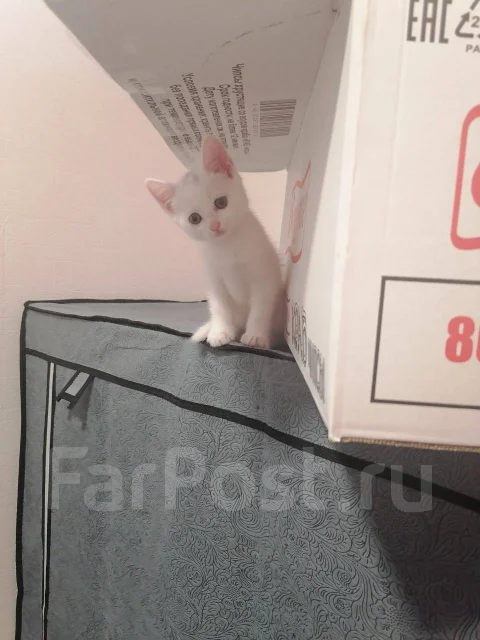 �����. ����