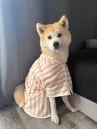 �����-���. ����