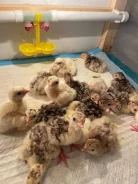 ������. ����