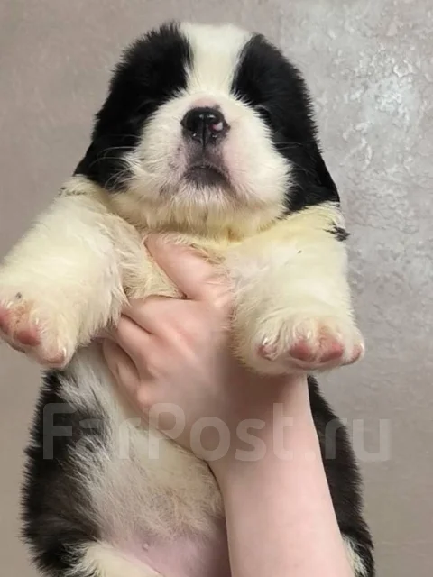 ���������. ����