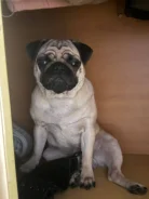 ����. ����