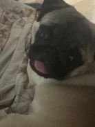 ����. ����