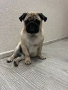 ����. ����
