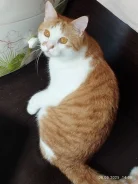 ����������� �����. ����