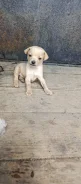 ���-������. ����