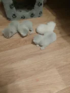 ����������� �����. ����