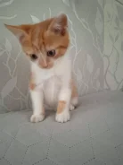 �����. ����