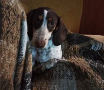 �����. ����