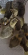 ����. ����