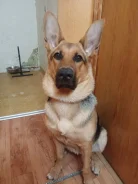 �������� �������. ����