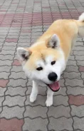 �����. ����