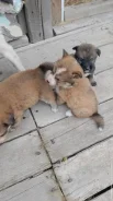 �����. ����
