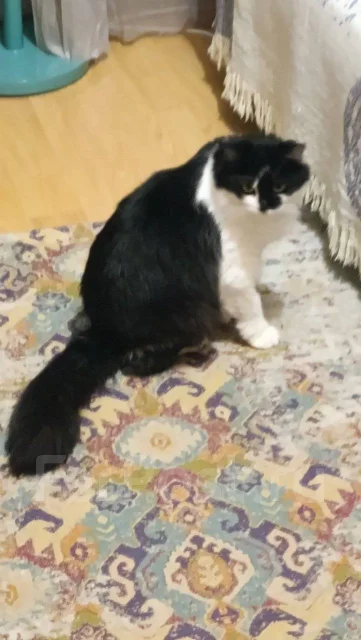 �����. ����