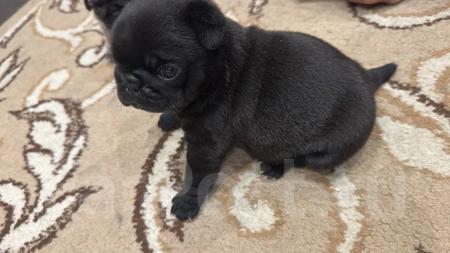 ����. ����