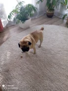 ����. ����