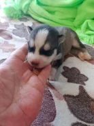 �����. ����