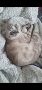 ����� �����. ����