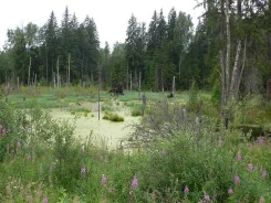 ����� ����� ������� �� ����������� ��������� ����