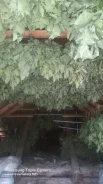 ������ ������� ����
