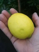 �����. ����